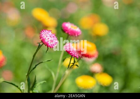 Un closeup di fiori di paglia o di elichrysum bracteatum su sfondo sfocato. Messa a fuoco selettiva Foto Stock