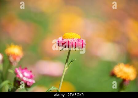 Un closeup di fiori di paglia o di elichrysum bracteatum su sfondo sfocato. Messa a fuoco selettiva Foto Stock