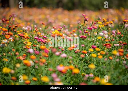 Un closeup di fiori di paglia o di elichrysum bracteatum su sfondo sfocato. Messa a fuoco selettiva Foto Stock