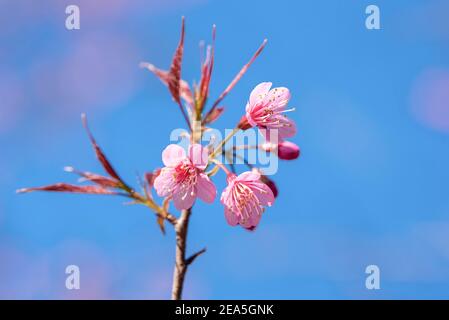 Bellissimo fiore rosa Sakura fiorente su sfondo blu cielo Foto Stock
