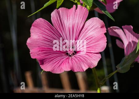 'Silver Cup' Rose Mallow, Sommarmalva (Lavatera trimestris) Foto Stock