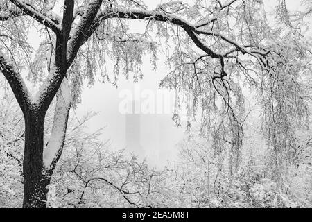 Immagine in bianco e nero di un albero coperto di neve appeso durante una Nor'easter a Central Park, New York City. Foto Stock