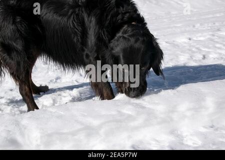 La strada che oltrepassa South Fork Bishop Creek nella contea di Inyo, California, è coperta di neve questo periodo dell'anno, il che lo rende un buon percorso escursionistico, anche per i cani. Foto Stock