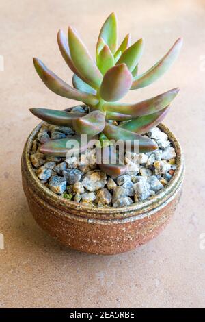 Sedum Giamaicano Sunset pianta succulente che cresce sulla ghiaia laterite nella pentola piccola di ceramica Foto Stock