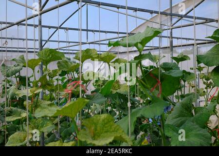 agricoltura, agricoltura, sfondo, trave, ramo, cantalupo, cantalupe, raccolto, coltivazione, ambiente, azienda agricola, campo, cibo, fresco, frutta, Foto Stock