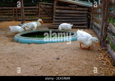 Un gruppo di anatre bianche con querce gialle e piedi, camminando intorno in un recinto in una fattoria nella Thailandia rurale. Foto Stock