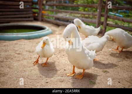 Un gruppo di anatre bianche con querce gialle e piedi, camminando intorno in un recinto in una fattoria nella Thailandia rurale. Foto Stock