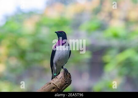 Un violetto-backed starling si trova sul ramo. È una specie relativamente piccola della famiglia degli Sturnidae. Foto Stock