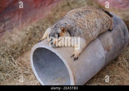 Un groundhog marrone di furry chubby sta sdraiato su un tubo di calcestruzzo nella relativa gabbia che ottiene pronto a dormire dopo un pasto piacevole. Foto Stock