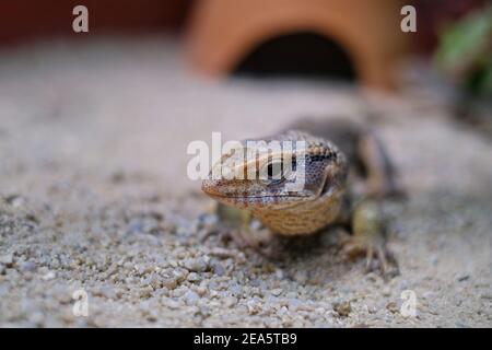 Un'immagine ravvicinata di una lucertola con monitor dalla coda spinosa che cammina su un terreno sabbioso. Foto Stock