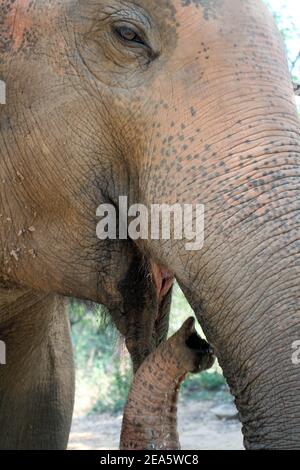 primo piano di un elefante testa e tronco con verde bush sullo sfondo Foto Stock