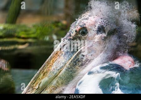 L'immagine closeup della cicogna marabou (Leptoptilos crumenifer). Un grande uccello guado nella famiglia cicogna Ciconiidae. Foto Stock