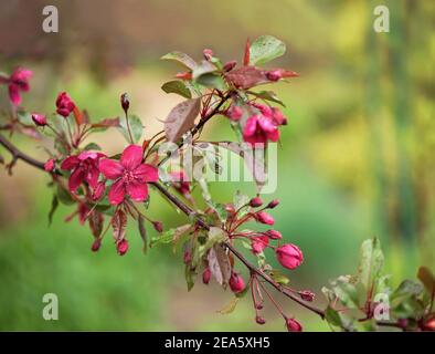 Blooming paradise melo boccioli. Meraviglioso sfondo naturale con fiori di colore rosa su un ramo. Foto Stock