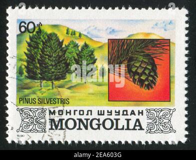MONGOLIA - CIRCA 1982: Francobollo stampato dalla Mongolia, mostra pino, circa 1982 Foto Stock