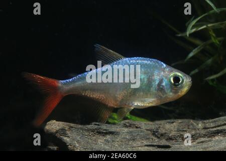 Tetra della pinna rossa colombiana, Hyphessobrycon colombianus, Foto Stock