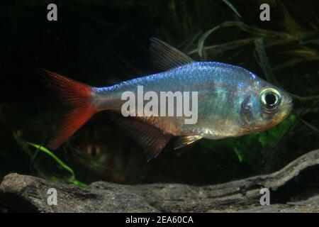 Tetra della pinna rossa colombiana, Hyphessobrycon colombianus, Foto Stock