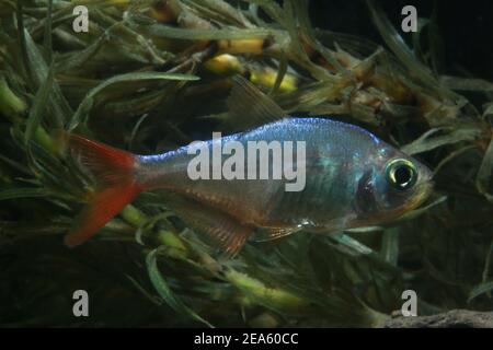 Tetra della pinna rossa colombiana, Hyphessobrycon colombianus, Foto Stock