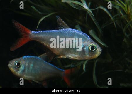 Tetra della pinna rossa colombiana, Hyphessobrycon colombianus, Foto Stock