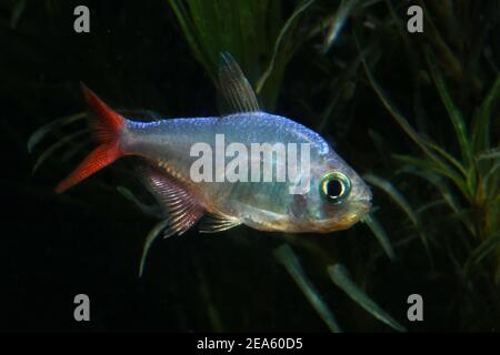Tetra della pinna rossa colombiana, Hyphessobrycon colombianus, Foto Stock