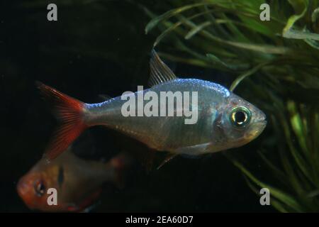 Tetra della pinna rossa colombiana, Hyphessobrycon colombianus, Foto Stock