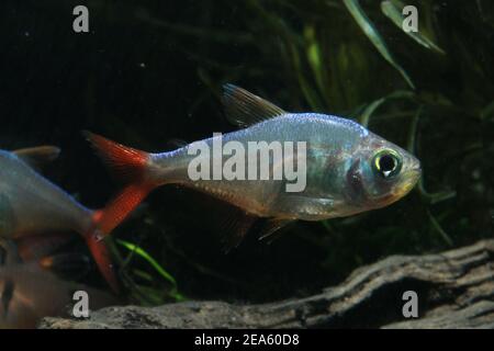 Tetra della pinna rossa colombiana, Hyphessobrycon colombianus, Foto Stock