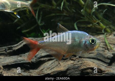Tetra della pinna rossa colombiana, Hyphessobrycon colombianus, Foto Stock