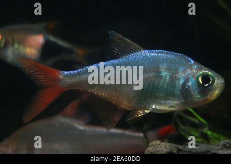 Tetra della pinna rossa colombiana, Hyphessobrycon colombianus, Foto Stock