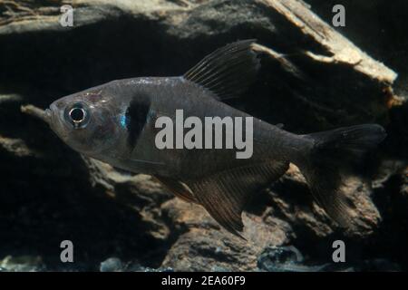 Tetra fantasma nero, semplicemente tetra fantasma, Foto Stock