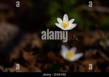 Anemoni di legno che fioriscono sul pavimento della foresta, sfondo sfocato Foto Stock