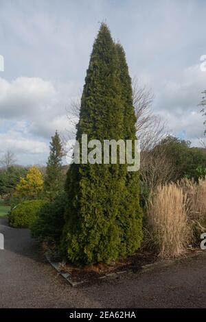 Inverno Foliage di un albero di cedro bianco Evergreen (Thuja occidentalis 'Maragd') Con un cielo nuvoloso sfondo che cresce in un giardino in Devon rurale Foto Stock