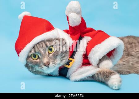 Gatto grigio in un divertente costume di Babbo Natale nello Studio su sfondo blu. Concetto di abbigliamento per gli animali domestici a nuovo anno e Natale Foto Stock