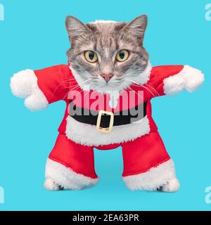 Gatto grigio in un divertente costume di Babbo Natale isolato su uno sfondo blu. Concetto di abbigliamento per gli animali domestici a nuovo anno e Natale Foto Stock