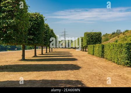 Una fila di alberi potati e siepi su un prato asciutto, visto nel Nordsternpark, Gelsenkirchen, Nord Reno-Westfalia, Germania Foto Stock