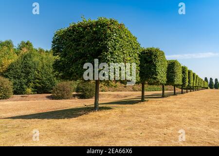 Una fila di alberi potati su un prato asciutto, visto nel Nordsternpark, Gelsenkirchen, Nord Reno-Westfalia, Germania Foto Stock