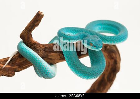Blu insularis (Trimeresurus insularis) Isola bianca Pit Viper su sfondo bianco Foto Stock