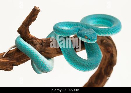 Blu insularis (Trimeresurus insularis) Isola bianca Pit Viper su sfondo bianco Foto Stock