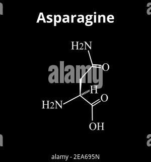 L'asparagina è un amminoacido. Formula chimica molecolare l'asparagina è amminoacido. Illustrazione vettoriale su sfondo isolato Illustrazione Vettoriale