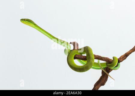 Trimeresurus insularis (White-lipped Island Pit Viper) su sfondo bianco Foto Stock