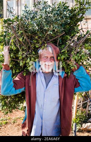 Uomo che porta un fascio di rami tagliati sulle sue spalle, Isola di Iz, arcipelago di Zara, Dalmazia, Croazia Foto Stock