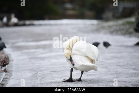 Brighton UK 8 febbraio 2021 - UN cigno prende a piedi intorno al Queens Park stagno a Brighton dopo una leggera caduta di neve durante la notte con più previsioni per parti dell'Est e del Sud Est oggi: Credit Simon Dack / Alamy Live News Foto Stock