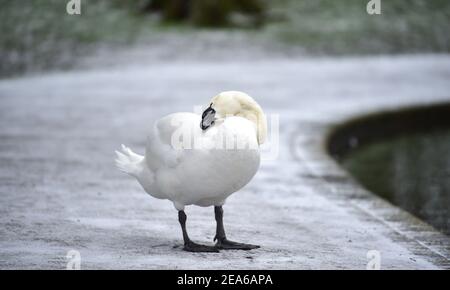 Brighton UK 8 febbraio 2021 - UN cigno prende a piedi intorno al Queens Park stagno a Brighton dopo una leggera caduta di neve durante la notte con più previsioni per parti dell'Est e del Sud Est oggi: Credit Simon Dack / Alamy Live News Foto Stock