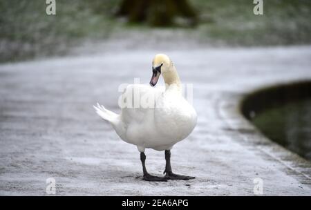 Brighton UK 8 febbraio 2021 - UN cigno prende a piedi intorno al Queens Park stagno a Brighton dopo una leggera caduta di neve durante la notte con più previsioni per parti dell'Est e del Sud Est oggi: Credit Simon Dack / Alamy Live News Foto Stock