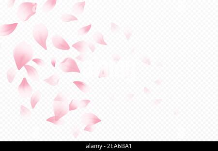 Periodo primaverile splendido sfondo con fiori di ciliegi in fiore primaverile. Petali volanti Sakura isolati su sfondo bianco. Illustrazione vettoriale Illustrazione Vettoriale