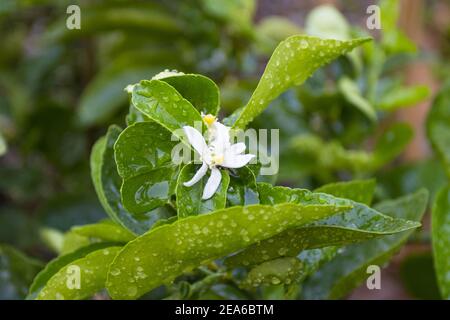 Fiore di limone con foglie verdi sui rami dell'albero concept di fiori di limone e piante di lime acerose Foto Stock