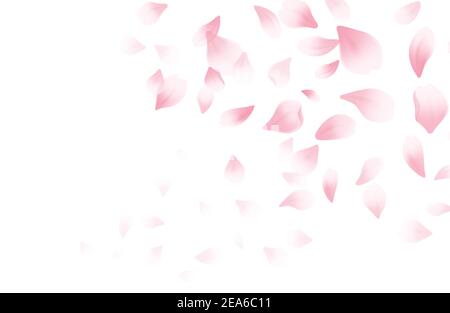 Periodo primaverile splendido sfondo con fiori di ciliegi in fiore primaverile. Petali volanti Sakura isolati su sfondo bianco. Illustrazione vettoriale Illustrazione Vettoriale