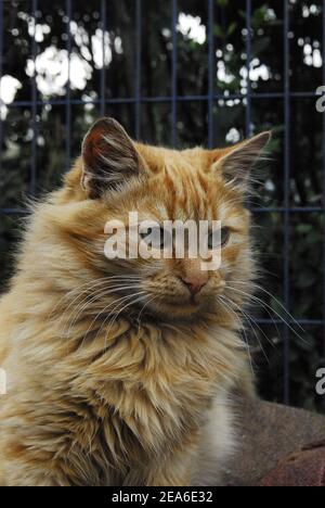 cute gatto vagato di colore arancione Foto Stock