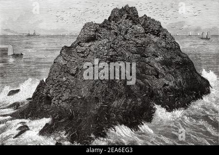 Isolotto di leoni marini golfo di San Francisco, California, Stati Uniti. Stati Uniti d'America. Antica illustrazione del 19 ° secolo inciso da El Mundo Ilustrado 1879 Foto Stock