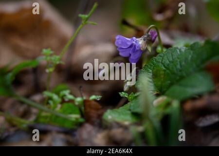 Foresta profumata di violetta o Viola odorata in primo piano fiorisce nella foresta. I primi fiori primaverili si svegliano. Foresta nuvolosa piovosa. Macrofotografia di selvatico Foto Stock