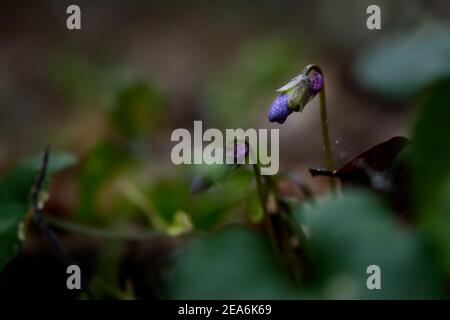 Foresta profumata di violetta o Viola odorata in primo piano fiorisce nella foresta. I primi fiori primaverili si svegliano. Foresta nuvolosa piovosa. Macrofotografia di selvatico Foto Stock