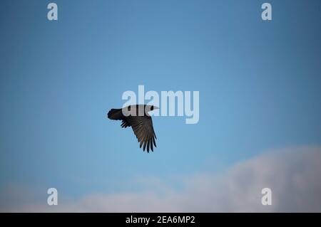 Un corvo nero vola al cielo blu in un giorno di sole Foto Stock